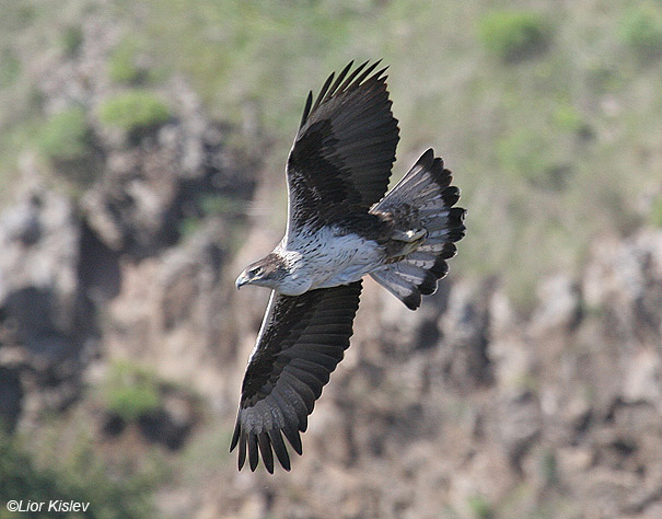  עיט ניצי Bonellis Eagle Hieraaetus fasciatus                              שמורת גמלא,רמת הגולן,פברואר 2008.צלם:ליאור כסלו.